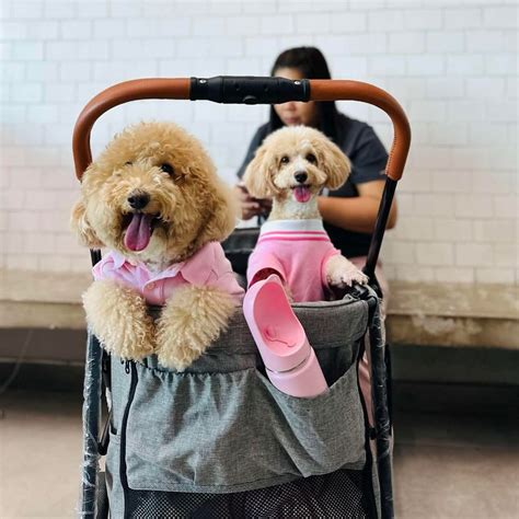 Kings Road Veterinary Hospital and Clinics | Open until midnight even ...