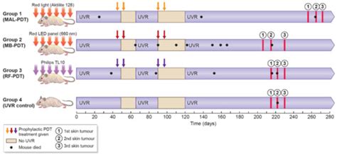 A Skin Cancer Prophylaxis Study in Hairless Mice Using Methylene Blue ...