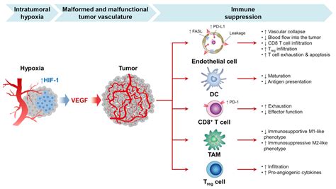 Nanomaterials for Antiangiogenic Therapies for Cancer: A Promising Tool ...