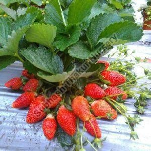 Subhash Thakur Nursery - Winter Dawn Strawberry Plants Manufacturer ...