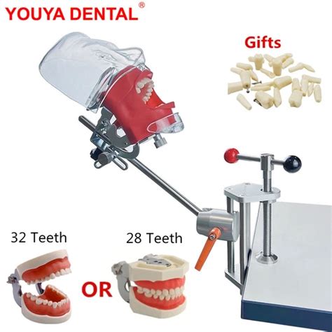 Youya dental Dental Lab Simulator Manikin Phantom Head Model India | Ubuy