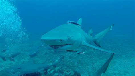 Jupiter Scuba - 2022 What to Know Before You Go (with Photos) - Tripadvisor