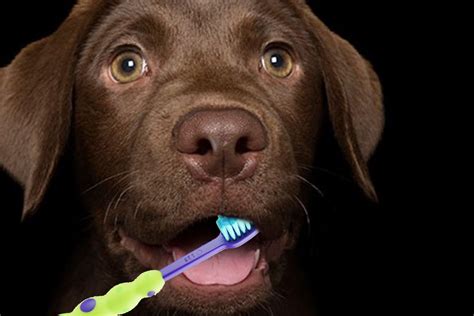 Your Pets Dental Care - Avondale Veterinary