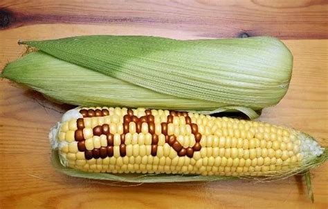转基因玉米种子有哪些危害鉴别图片怎么识别，中国转基因玉米品种(2)_天涯八卦网