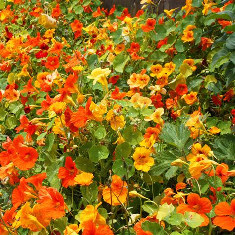 Nasturtium Dwarf Jewel Mix Seeds - Vibrant Flowers for Garden