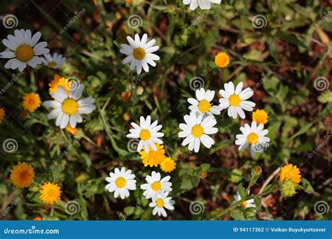 Yellow and white daisies stock photo. Image of blur, colour - 94117362