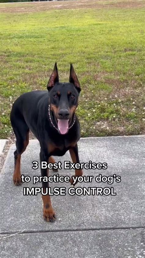 Impulse Control Exercises for Dogs 的图像结果