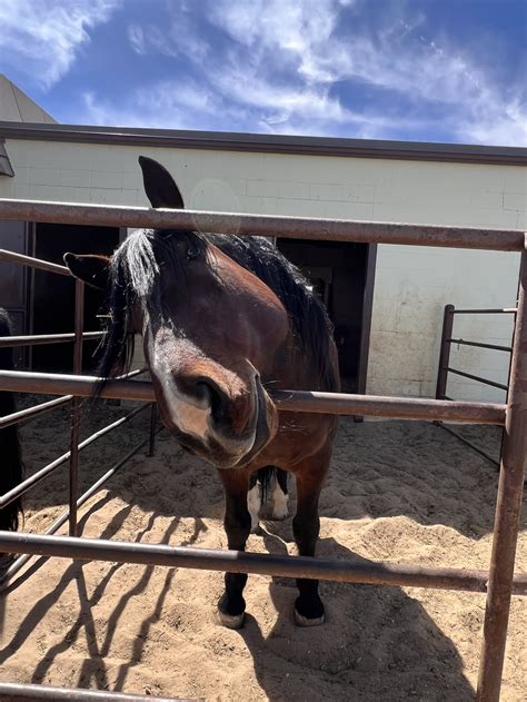 Full Baggage — Timber Creek Veterinary Hospital