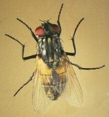 Diptera : Family - Cecidomyiidae, Tachinidae, Agromyziidae, Culicidae ...