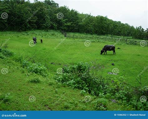Cattle grazing in field stock photo. Image of sloping - 1046352