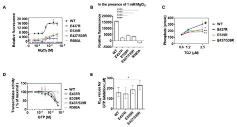 Competitive Binding of Magnesium to Calcium Binding Sites Reciprocally ...