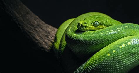 Python SMS API 的图像结果