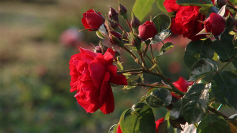20 Most Fragrant Roses To Grow For A Garden That Smells Like Heaven (And A Few More Varieties ...