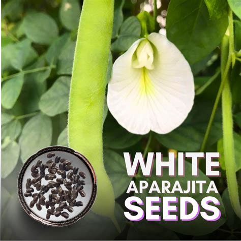 Clitoria Ternatea Aparajita Butterfly Pea or White Clitoria Flower 25 ...