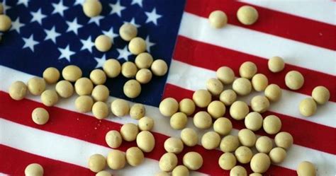 美国大豆仍正常进口，并未被停止，呼吁同时也需提升自身大豆质量 - 猪好多网
