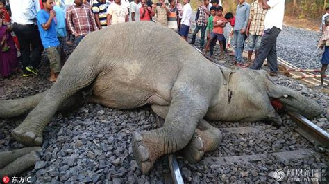 现场惨烈！印度4头大象被火车撞飞-搜狐大视野-搜狐新闻
