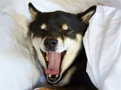 Why Do Dogs Stick Their Tongue Out When They Yawn