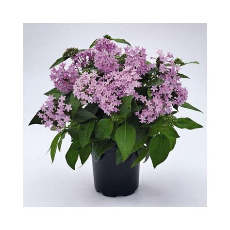 Kadiyam Nursery | Pentas Plants and other Plants — Mahindra Nursery