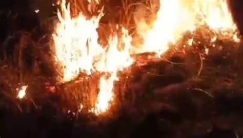 Navi Mumbai: Local Heroes Unite Against Forest Fire Menace ...