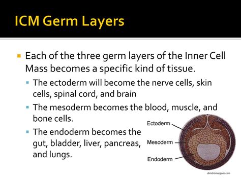 Image result for Cellular Development