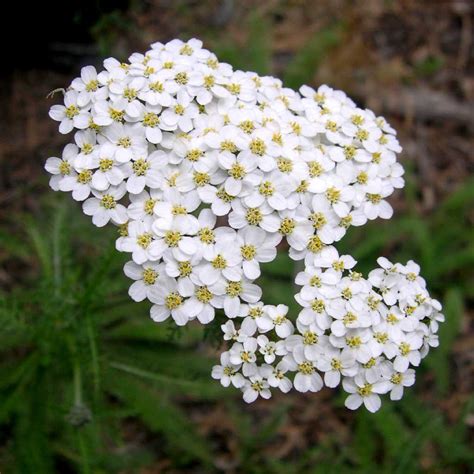 Genus Of Yarrow