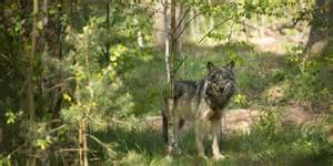 Wolf-dog hybrid discovered for the first time