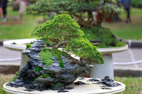 Benefits of Bonsai plants – ChhajedGarden.com