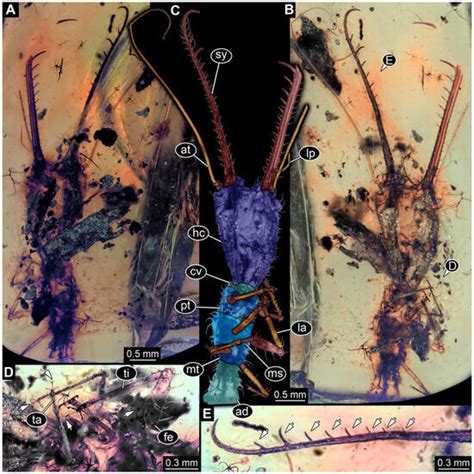 The Diversity of Larvae with Multi-Toothed Stylets from About 100 ...