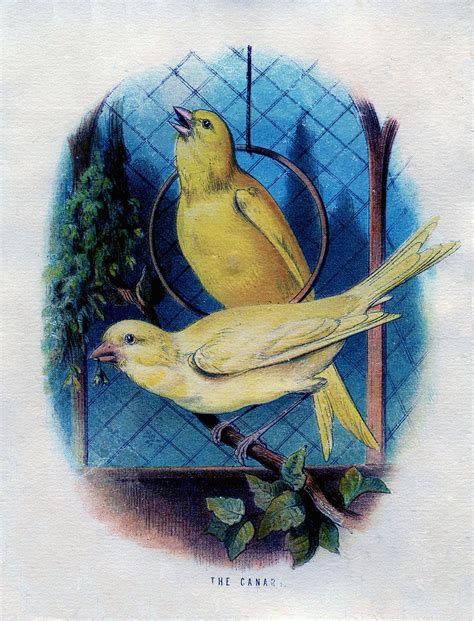 Yellow Canary Drawing