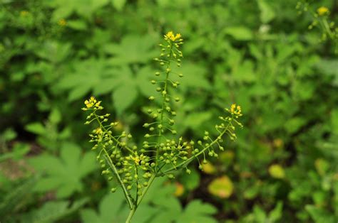 Rorippa globosa (Turcz. ex Fisch. & C.A.Mey.) Hayek | Plants of the ...