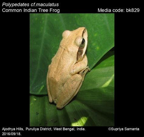 Polypedates maculatus (Gray, 1830) - Common Indian Tree Frog | Amphibians
