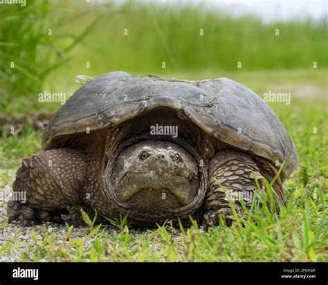 Image result for Snapping Turtle Running