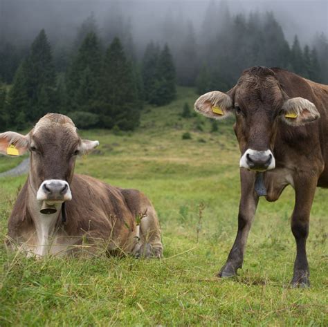 Mutilations of Farm Animals - FOUR PAWS International - Animal Welfare ...