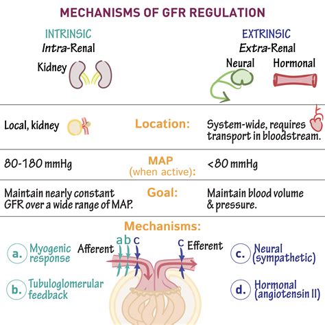 Image result for Net Filtration Rate Kidneys