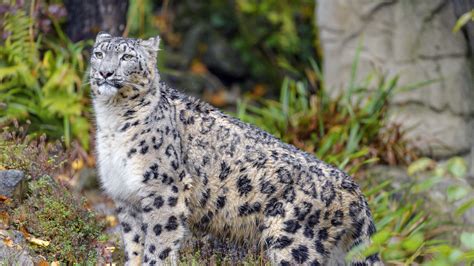 Download wallpaper 3840x2160 irbis, snow leopard, animal, big cat, wild ...