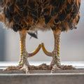 Mutilations of Chickens - FOUR PAWS International - Animal Welfare ...