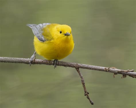 Mastering Backyard Bird Photography: A Guide for Amateur Photographers | Akari Photo Tours