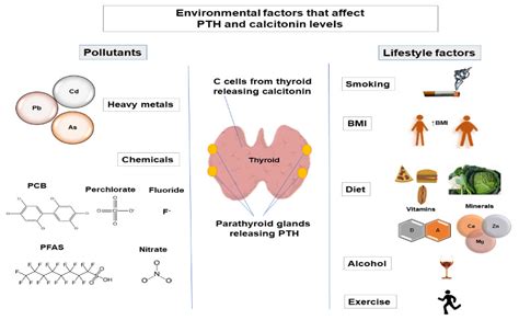 Parathyroid Hormone Function The Difference Between PTH (Parathyroid
