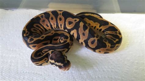 Leopard Python 的图像结果