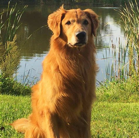 Field Golden Retriever Puppies and Litters | Platte River Retrievers