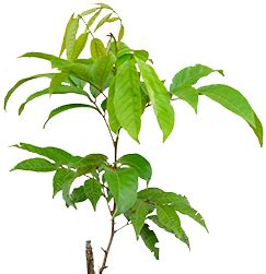 No: 1 Tropical Fruit Plant Nursery in Asia | Homegrown Biotech