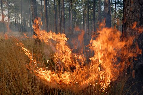 Image result for Forest Fire Project