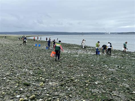 Clamming at Fort Flagler 2025, Lower Camp Area, Marrowstone, 11 July ...