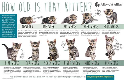 How to Tell How Old a Kitten is and Why It's Important to Know | Lola The Rescued Cat