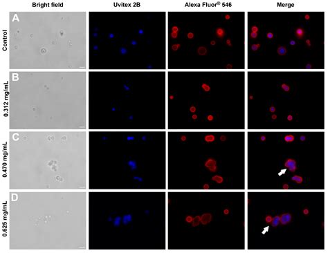 Assessing the In Vitro Potential of Glatiramer Acetate (Copaxone®) as a ...