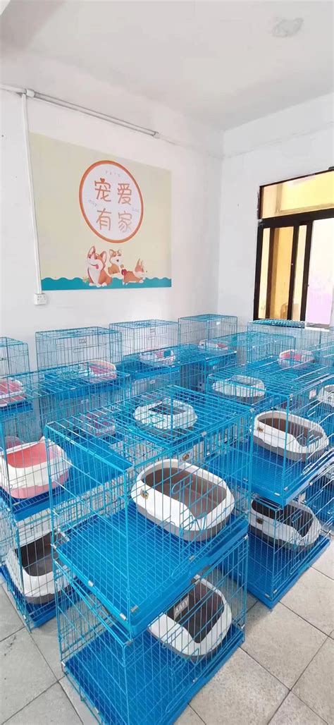 超20个毛孩子“入住”海珠区客村区域宠物托管中心
