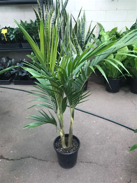 Small Palm Trees For Pots Outdoor at Dennis Frederick blog