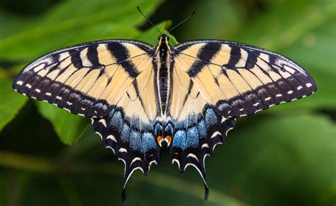 Female Eastern Tiger Swallowtail Butterfly