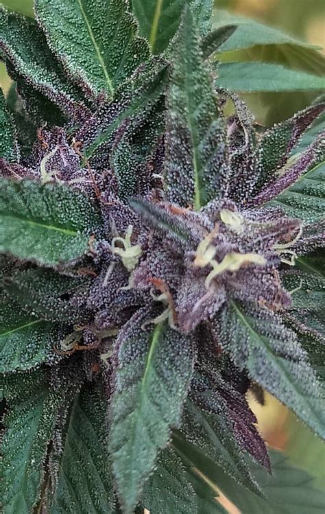 Image result for Alien X Vieds