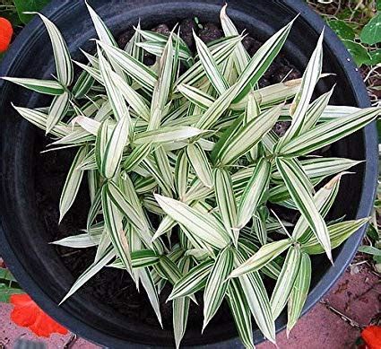 Dwarf High Yield Rare White Bamboo for Indoor Garden : Amazon.in ...